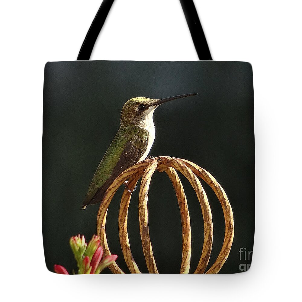 5 Star Tote Bag featuring the photograph Hummers on Deck- 2-04 by Christopher Plummer