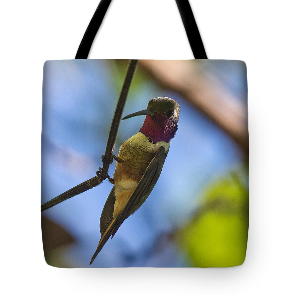 Hummingbird Tote Bag featuring the photograph Humming Bird Fashion Show 4 by Montez Kerr