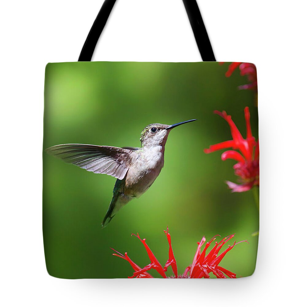 Hummingbird Tote Bag featuring the photograph Hummingbird Beauty by Christina Rollo