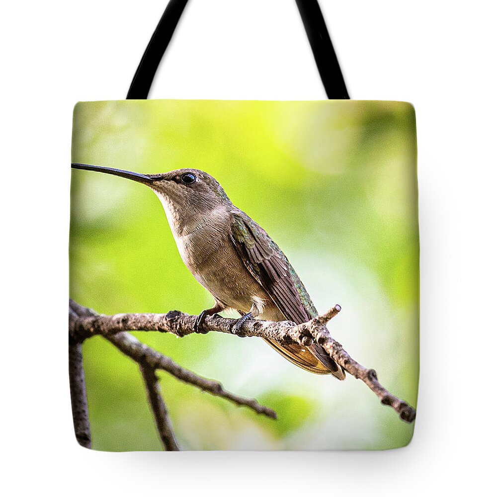 Hill Country Tote Bag featuring the photograph Hummingbird on Branch by Erin K Images
