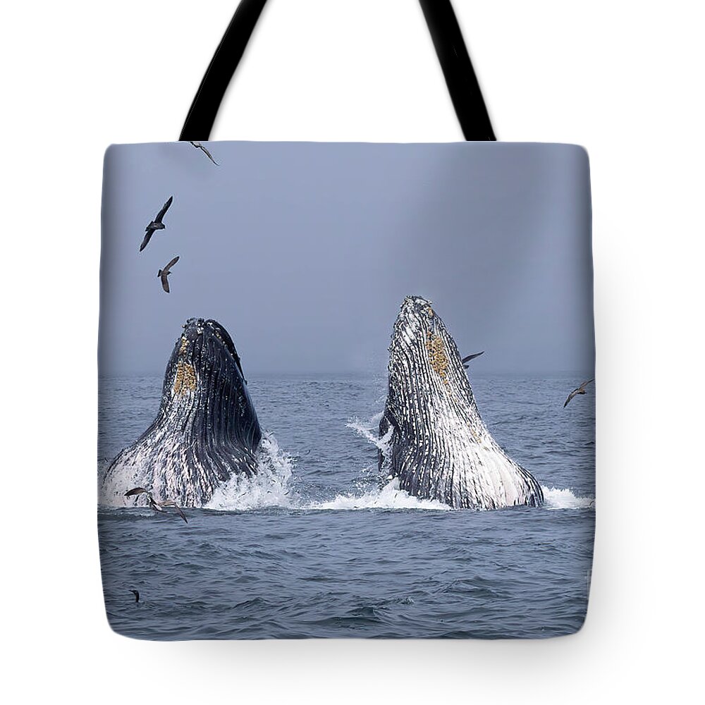  Tote Bag featuring the photograph Humpback Double Lunge Feed by Loriannah Hespe