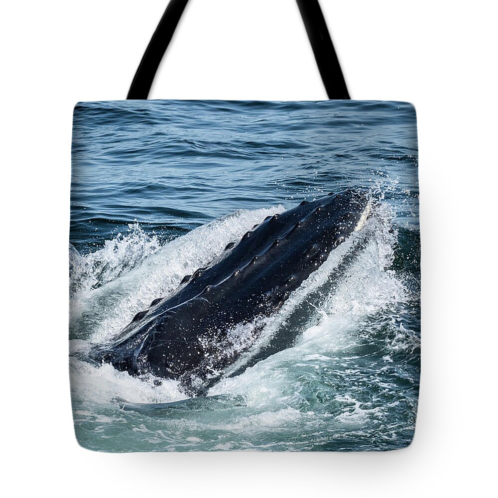 Humpback Tote Bag featuring the photograph Humpback Whale Gulp by Lorraine Cosgrove