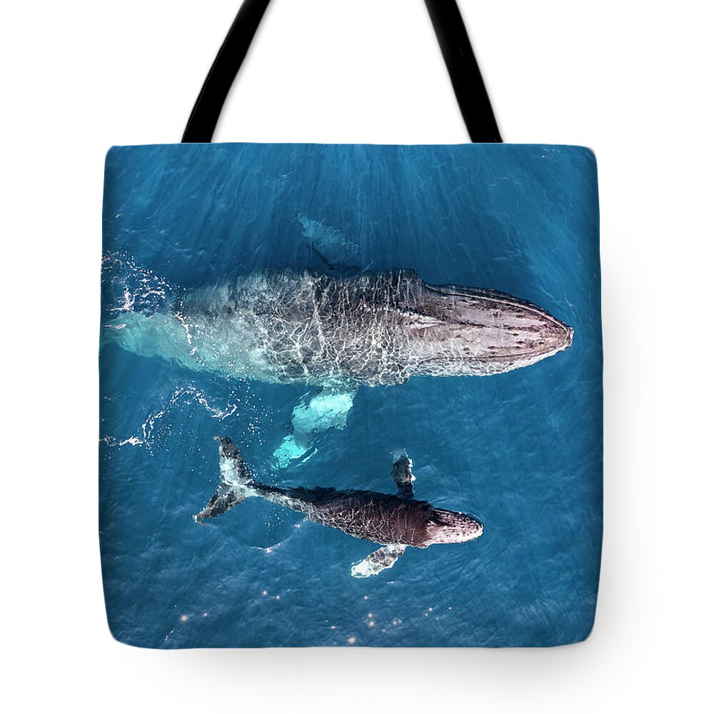 Humpback Tote Bag featuring the photograph Humpback Whales by Christopher Johnson