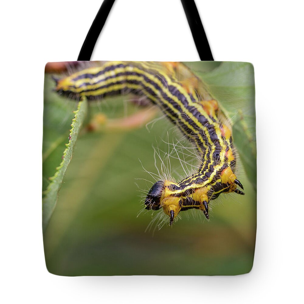 Insects Tote Bag featuring the photograph Hungry Caterpillar by David Beechum