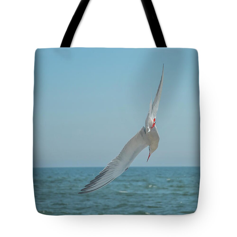Long Beach Tote Bag featuring the photograph Hunting for Prey by Cate Franklyn