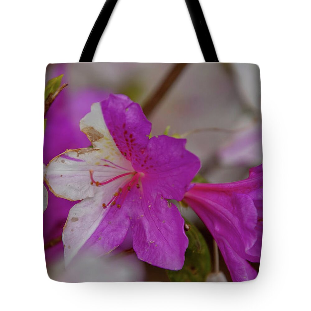 Flower Tote Bag featuring the photograph Hybrid Azalea by Matt Sexton