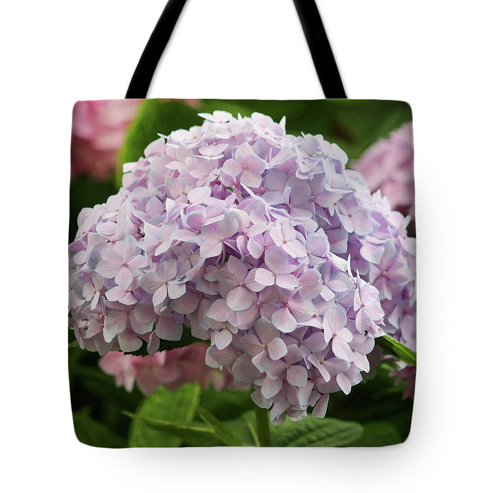 Hydrangea Tote Bag featuring the photograph Hydrangea in Full Bloom by Mary Anne Delgado