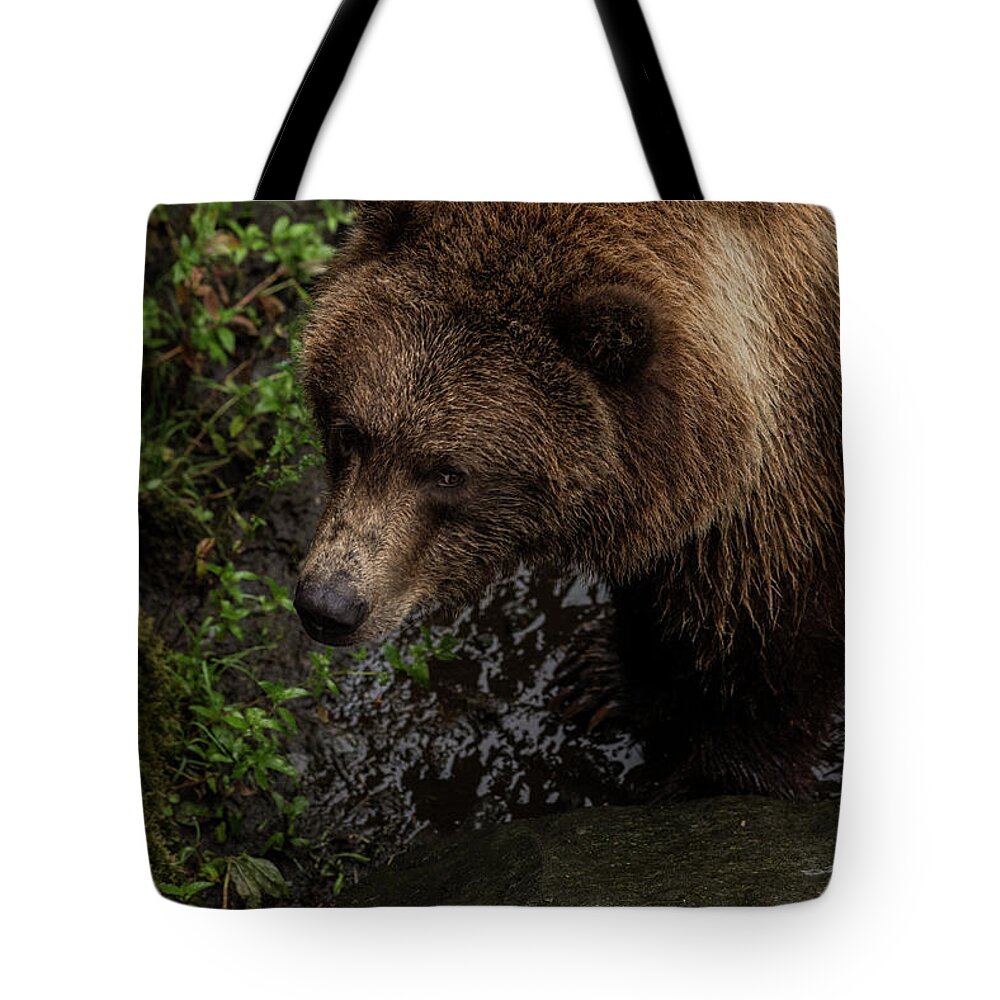 Brown Bear Tote Bag featuring the photograph I see you by David Kirby