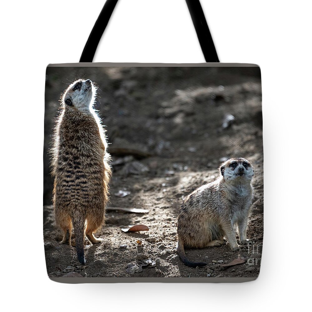 Brown Tote Bag featuring the photograph I Smell Food by David Levin