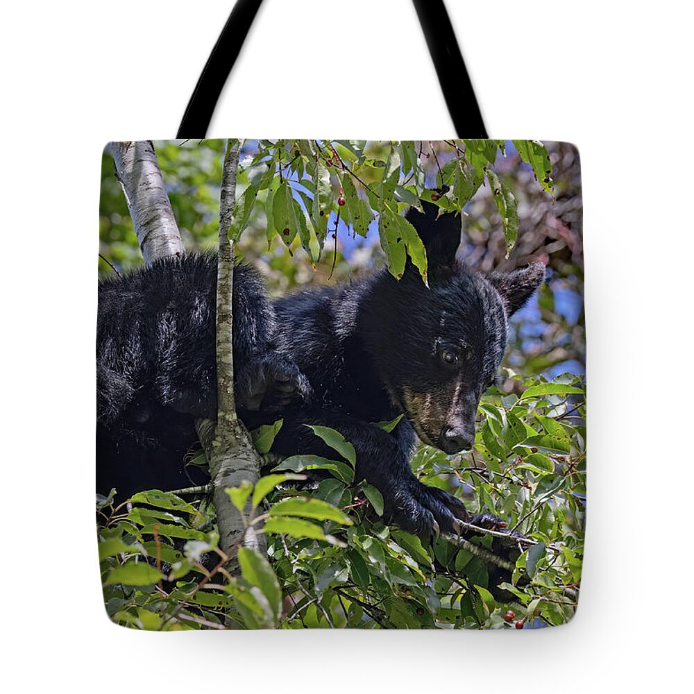 Wildlife Tote Bag featuring the photograph I Want Cherries by Gina Fitzhugh