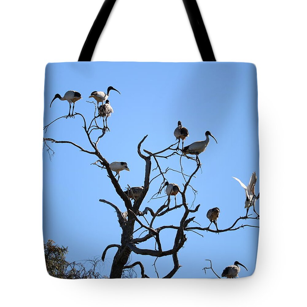 Ibis Tote Bag featuring the photograph Ibis up a Tree by Michaela Perryman