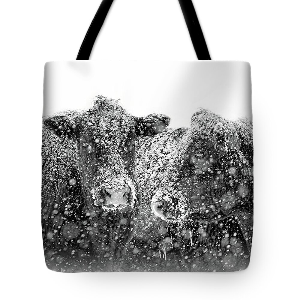 Cattle Tote Bag featuring the photograph Icicles on my Nose Black Angus Cows by Jennie Marie Schell