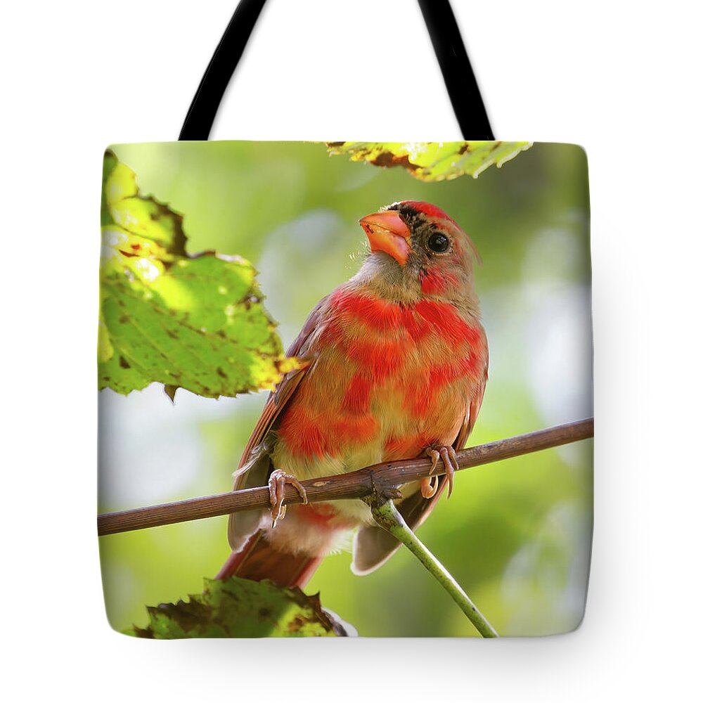 Cardinals Tote Bag featuring the photograph I'm Molting I'm Molting by Chris Scroggins