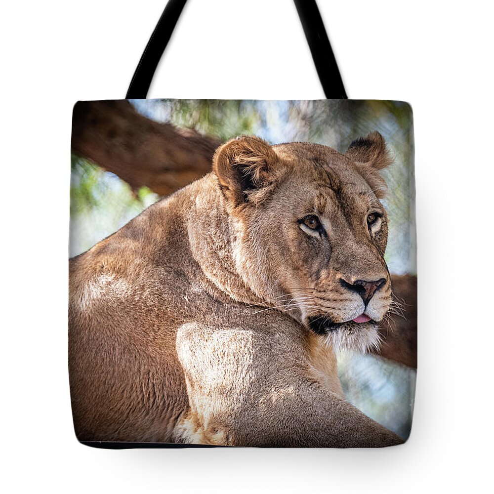 Cat Tote Bag featuring the photograph I'm Not Watching You by David Levin