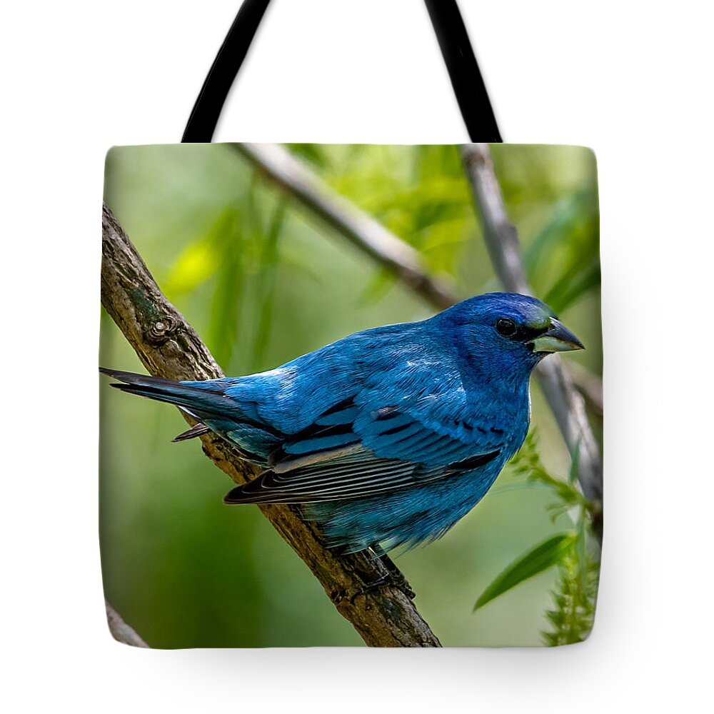 Indigo Bunting Tote Bag featuring the photograph Im Watching You by Rick Nelson