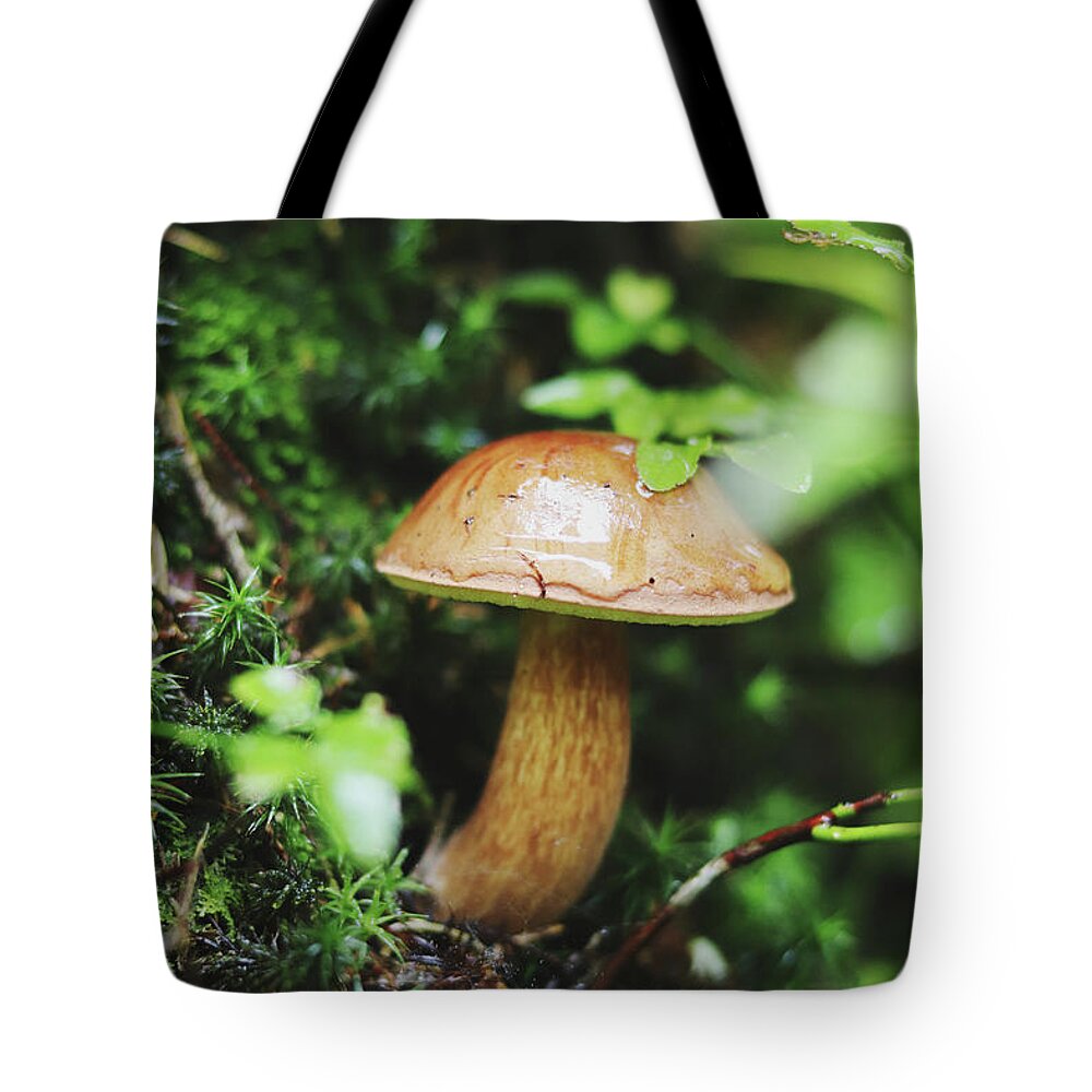 Hand Tote Bag featuring the photograph Imleria badia is squatting in the undergrowth. by Vaclav Sonnek