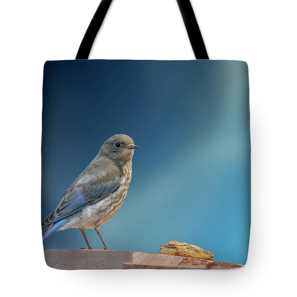 Bluebird Tote Bag featuring the photograph Immature Bluebird with Blue Sky by Lowell Monke