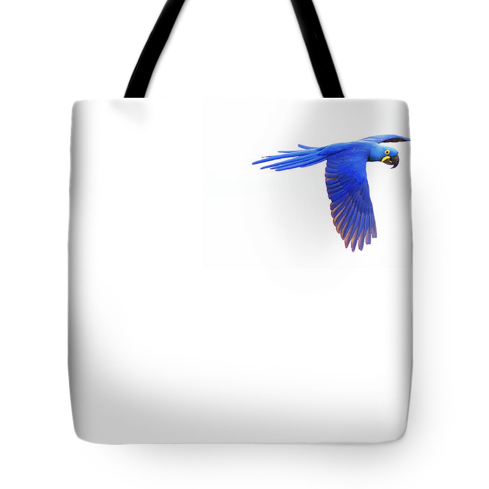 Hyacinth Tote Bag featuring the photograph In flight 3of3 by Patrick Nowotny