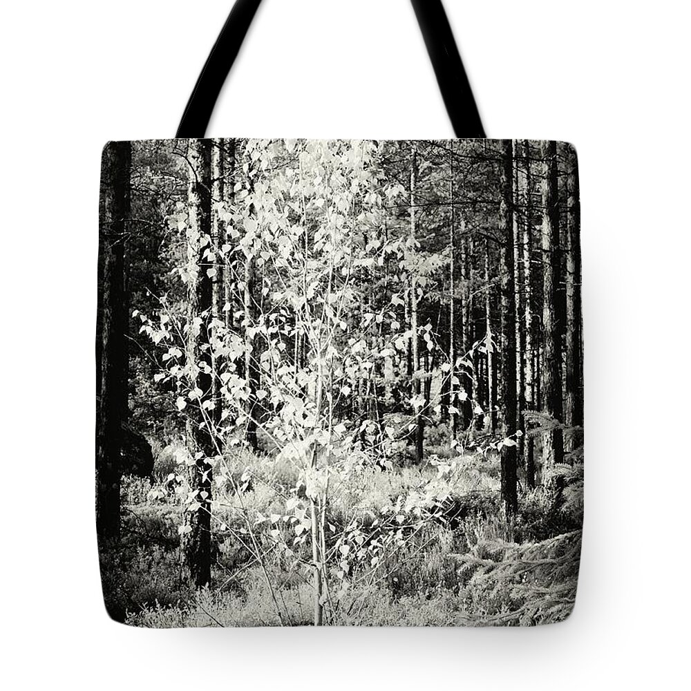Infrapuna Tote Bag featuring the photograph In the spotlight bw by Jouko Lehto