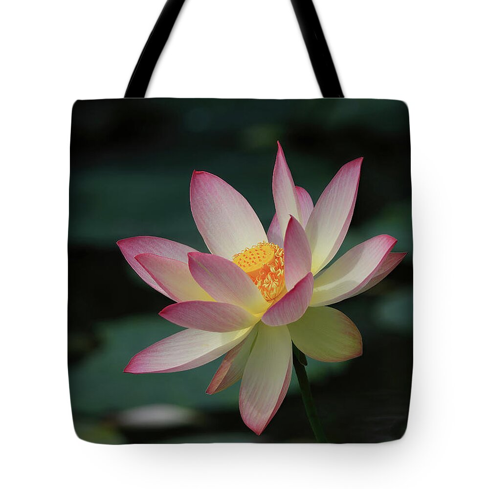 Indian Lotus Tote Bag featuring the photograph Indian Lotus Flower by Shixing Wen