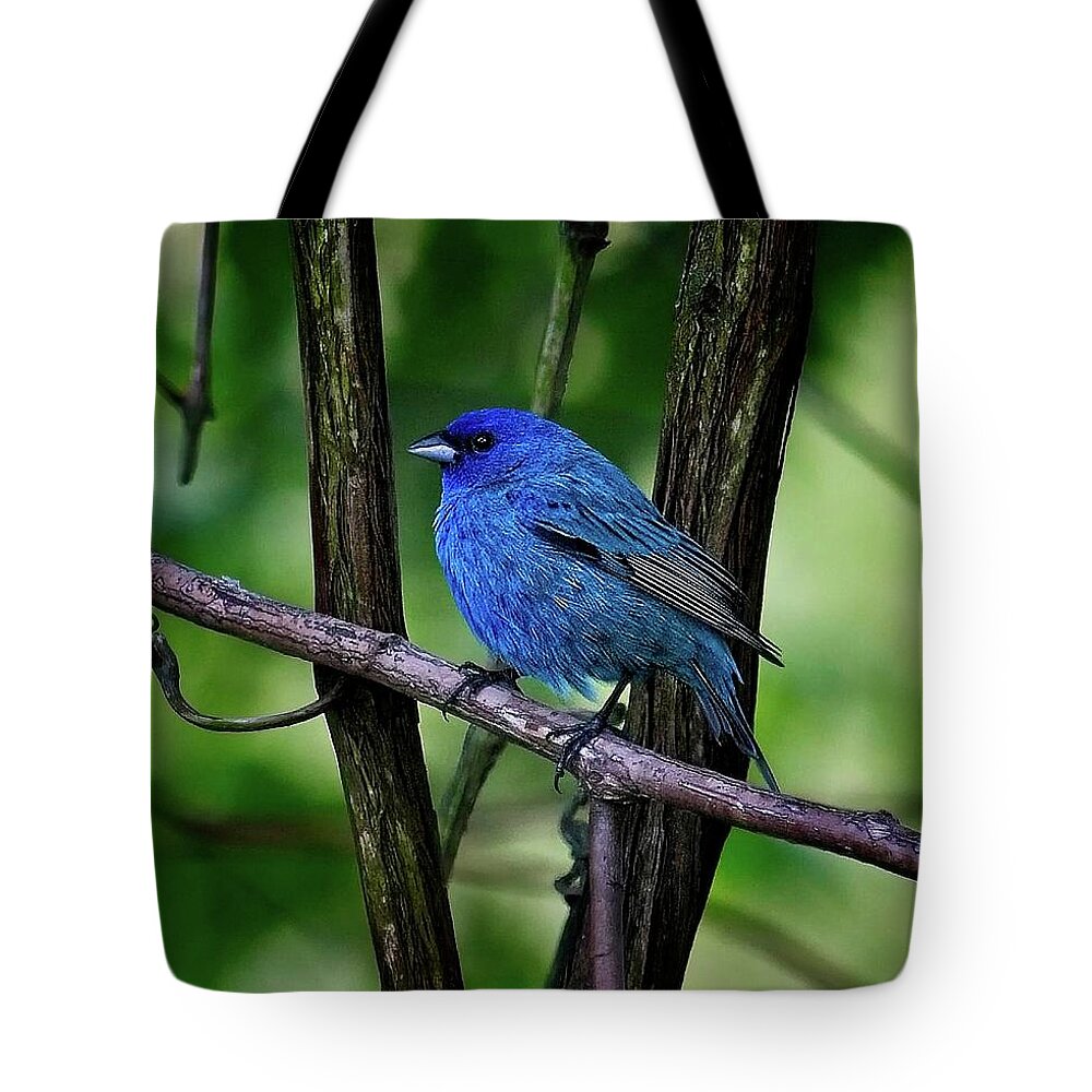 Songbird Tote Bag featuring the photograph Indigo Bunting by Ronald Lutz