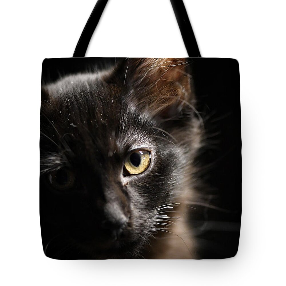 Cat Tote Bag featuring the photograph Innocent by DArcy Evans