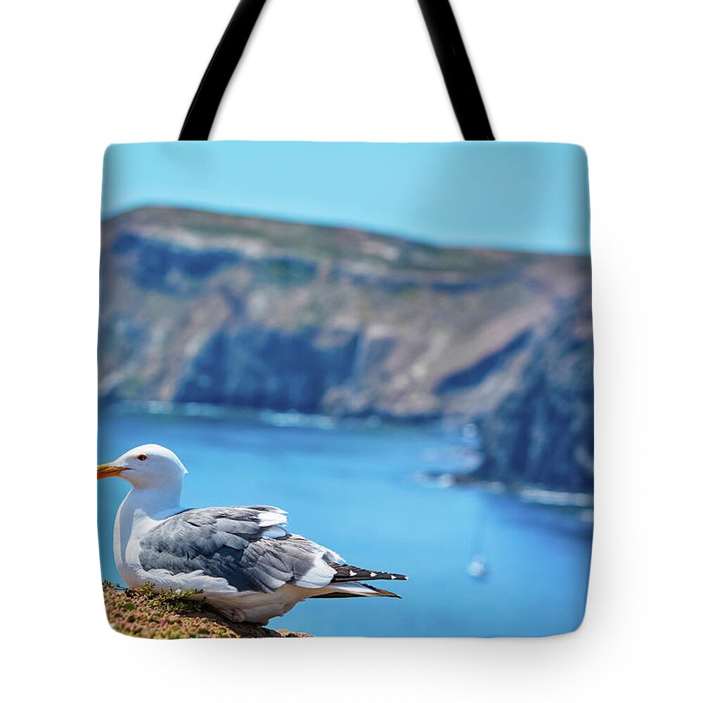 Channel Islands National Park Tote Bag featuring the photograph Inspiration Point Anacapa Island Seagull by Kyle Hanson