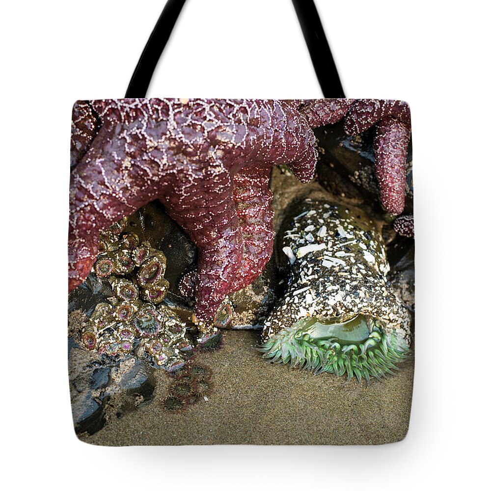 Anemones Tote Bag featuring the photograph Intertidal Bonanza by Robert Potts
