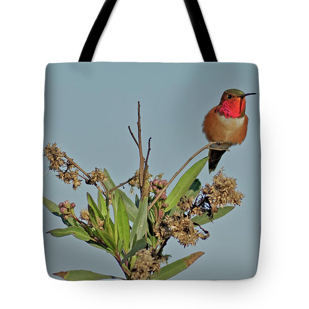 Hummingbird Tote Bag featuring the photograph Iridescent Hummingbird by Natural Focal Point Photography