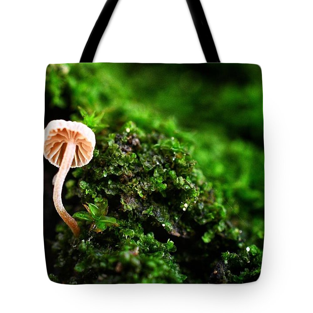 Photo Tote Bag featuring the photograph Itty Bitty Mushroom by Evan Foster