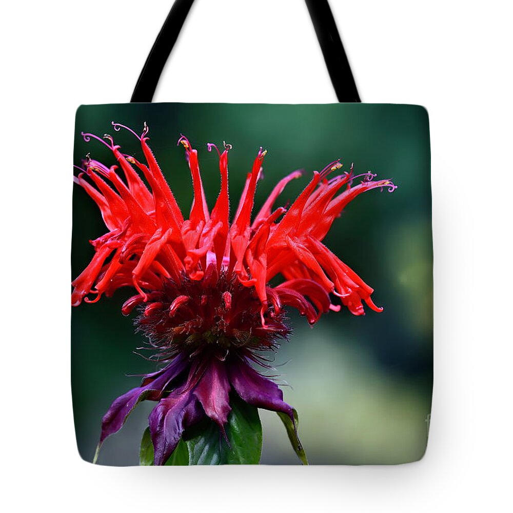 Floral Tote Bag featuring the photograph Jacob Cline Beebalm by Diana Mary Sharpton