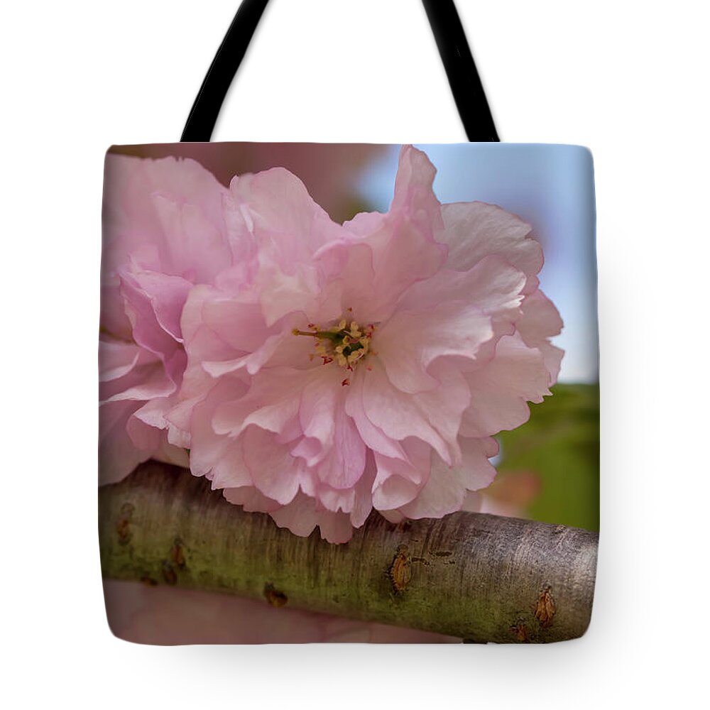 Flower Tote Bag featuring the photograph Japanese Flowering Cherry 4 by Dawn Cavalieri