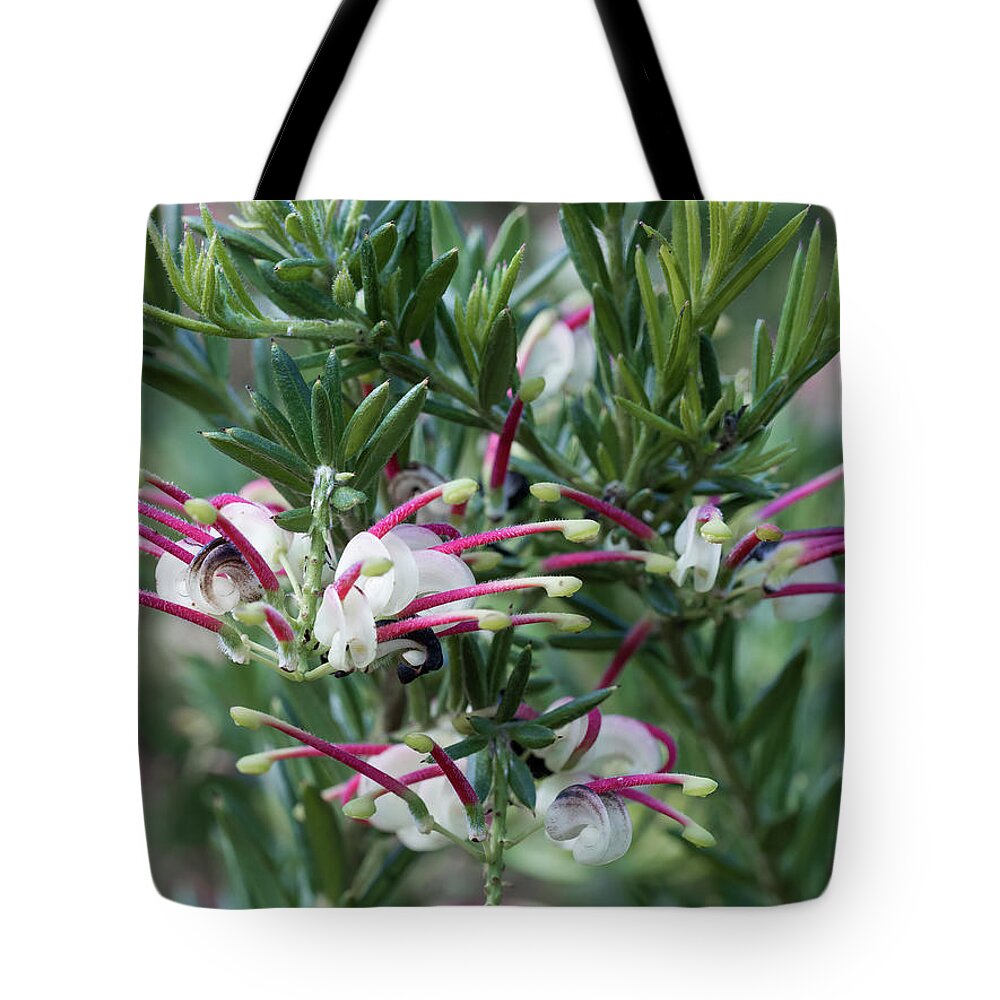 Jubilee Grevillea Tote Bag featuring the photograph Jubilee Grevillea by Elaine Teague