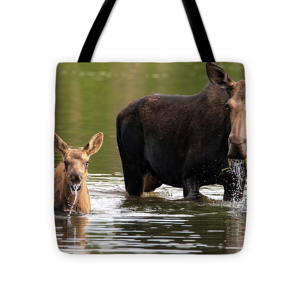 Moose Tote Bag featuring the photograph Just Like Mom by Darlene Bushue