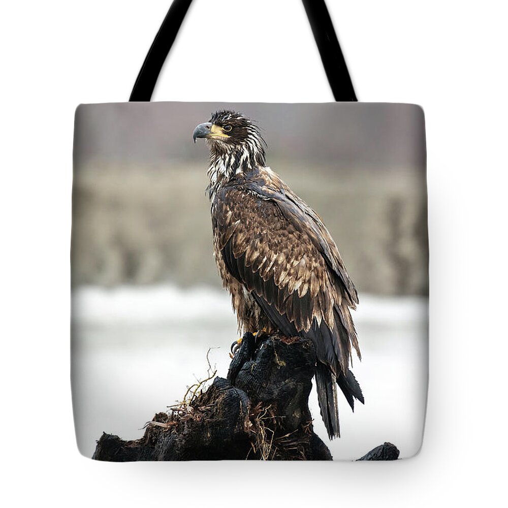 Bald Eagle Tote Bag featuring the photograph Juvenile Bald Eagle by Pierre Leclerc Photography