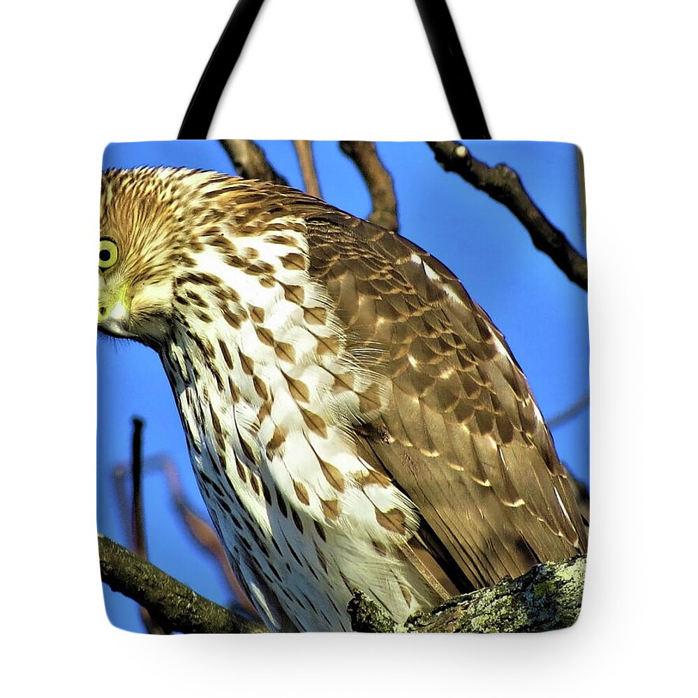 Hawks Tote Bag featuring the photograph Juvenile Coopers Hawk Are you talkin' to me? by Linda Stern