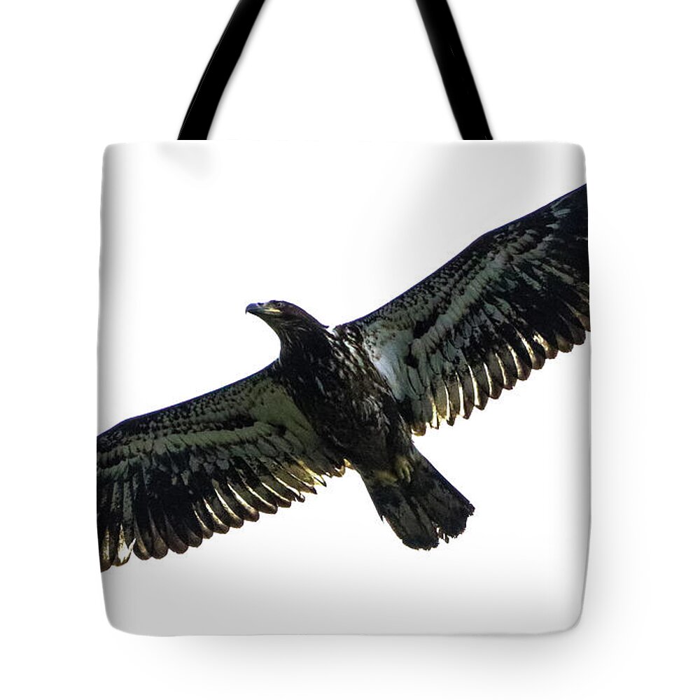 Photography Tote Bag featuring the photograph Juvenile Eagle by Tahmina Watson