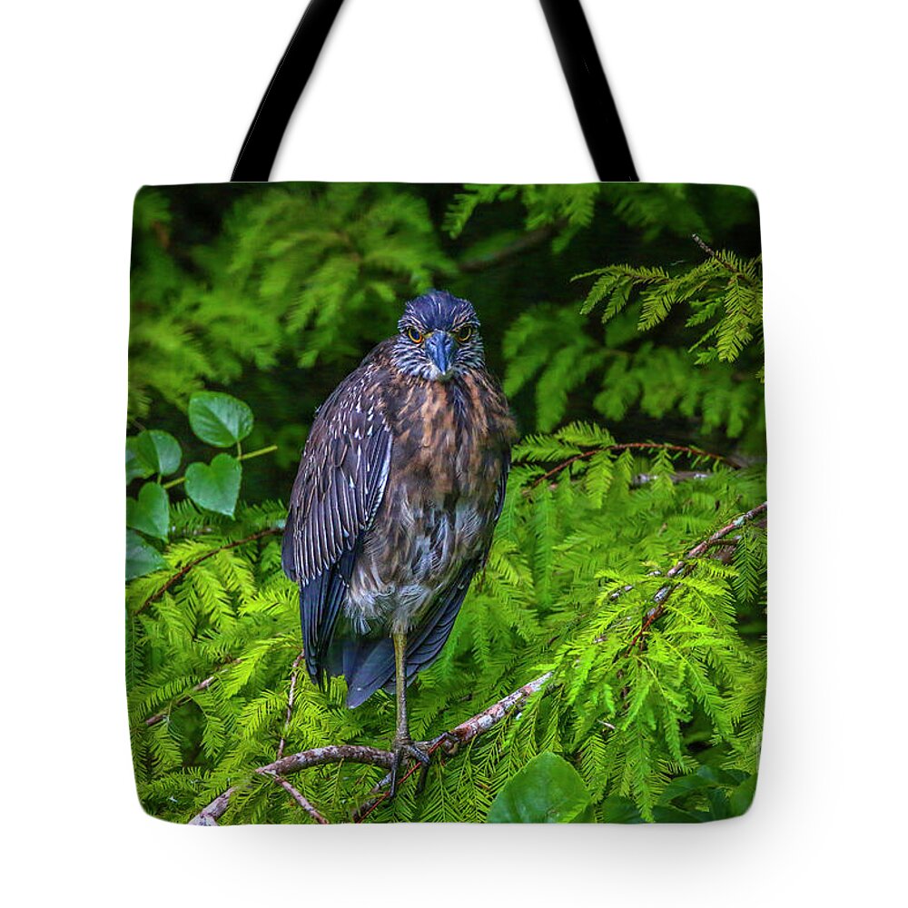 Heron Tote Bag featuring the photograph Juvenile Heron in Tree by Tom Claud