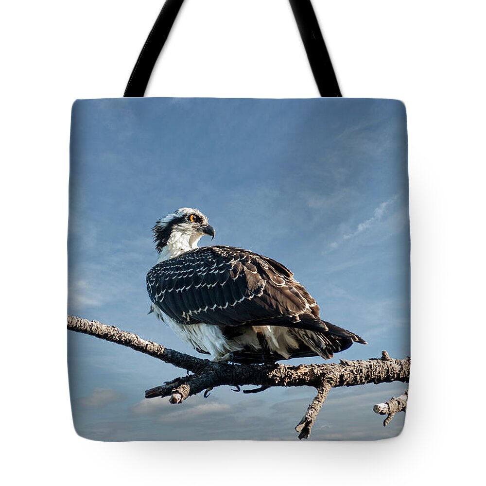 Animal Tote Bag featuring the photograph Juvenile Osprey Perched in a Tree by Jeff Goulden
