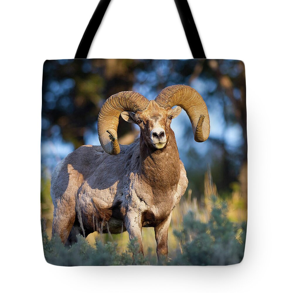 Keeping Watch Tote Bag featuring the photograph Keeping Watch by CR Courson