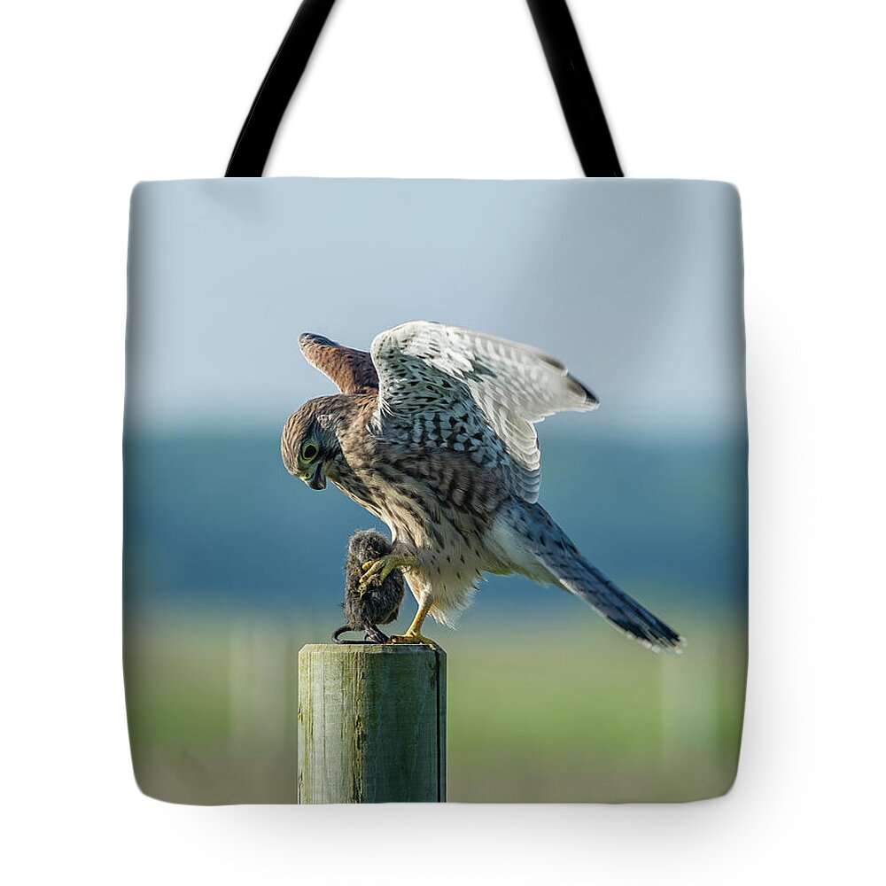 Kestrel's Landing Tote Bag featuring the photograph Kestrels landing with the prey on the roundpole by Torbjorn Swenelius