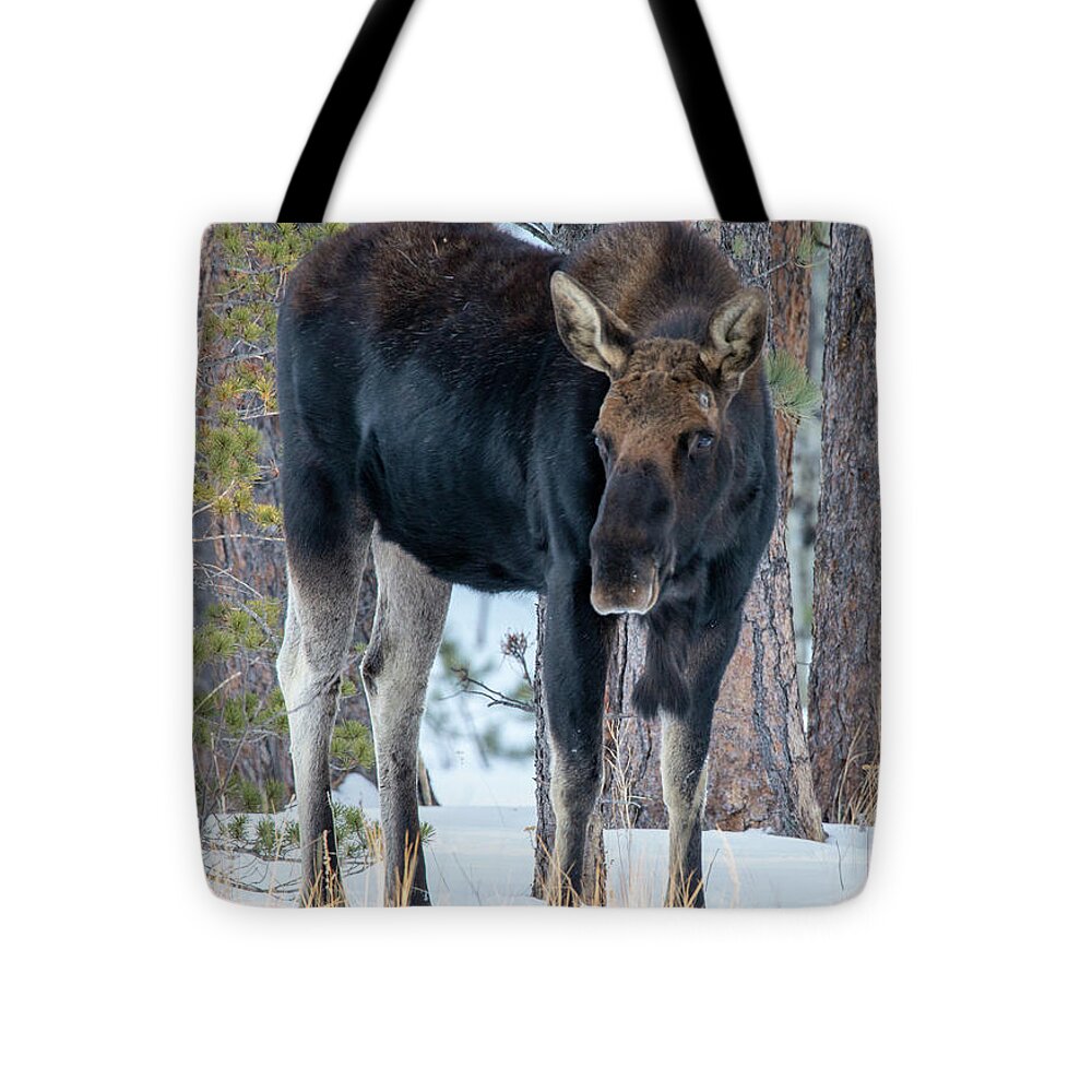 Moose Tote Bag featuring the photograph King of the Forest by Darlene Bushue
