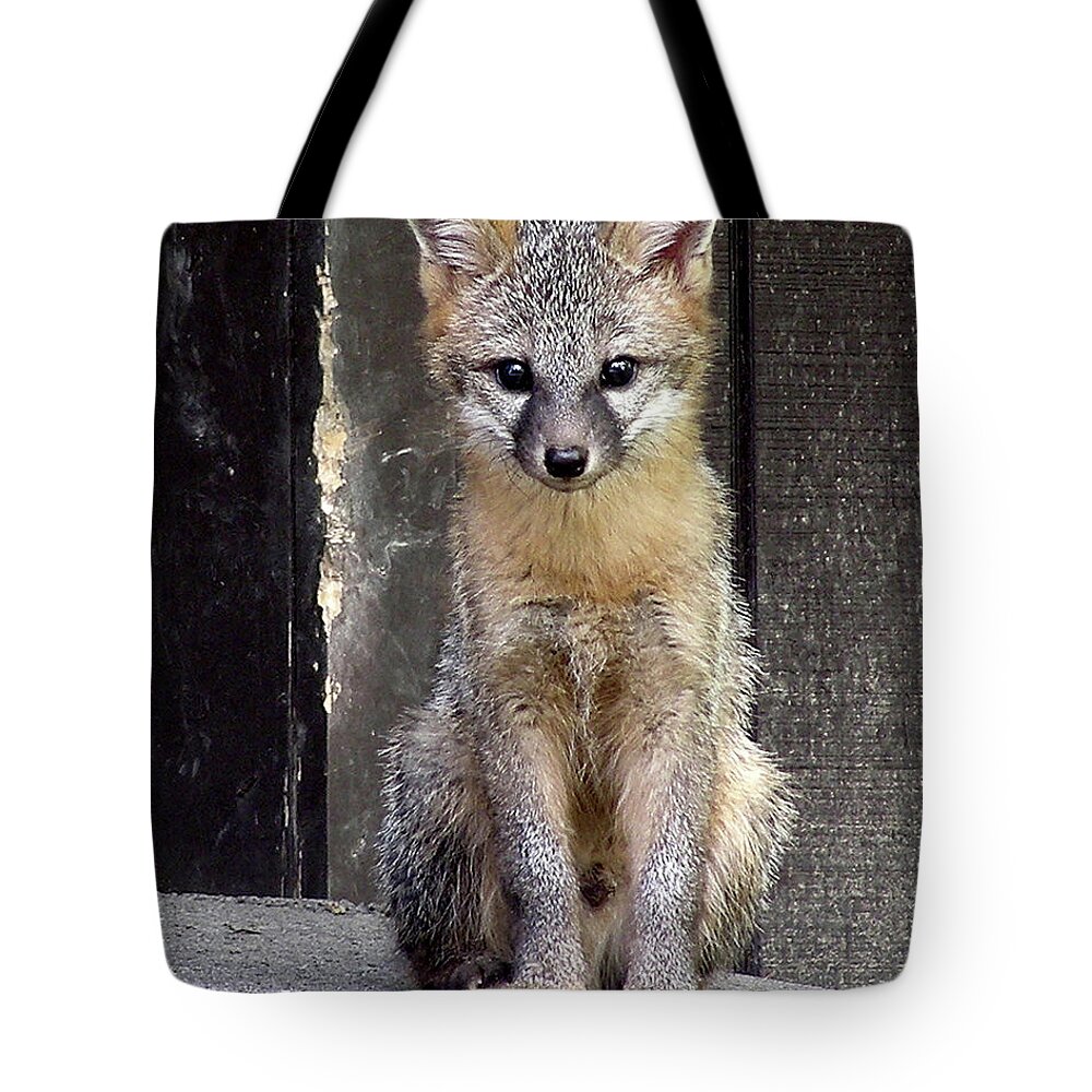 Kit Fox Tote Bag featuring the photograph Kit Fox15 by Torie Tiffany