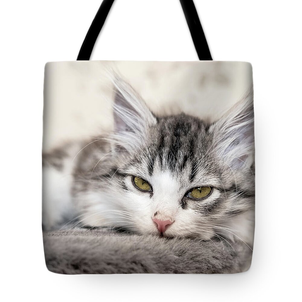 Cat Tote Bag featuring the photograph Kitten Lying On Bed And Looking At Camera by Mikhail Kokhanchikov
