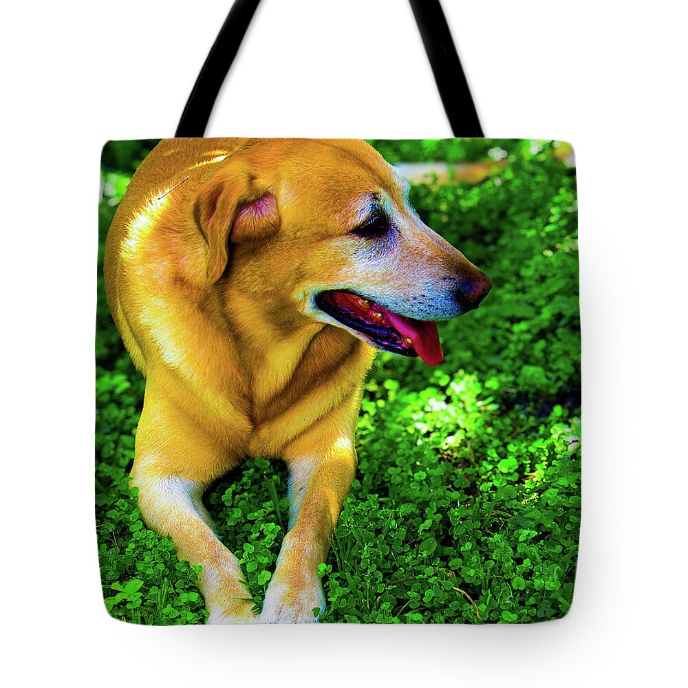 Art Tote Bag featuring the photograph Labrador Retriever Art 39 by Miss Pet Sitter