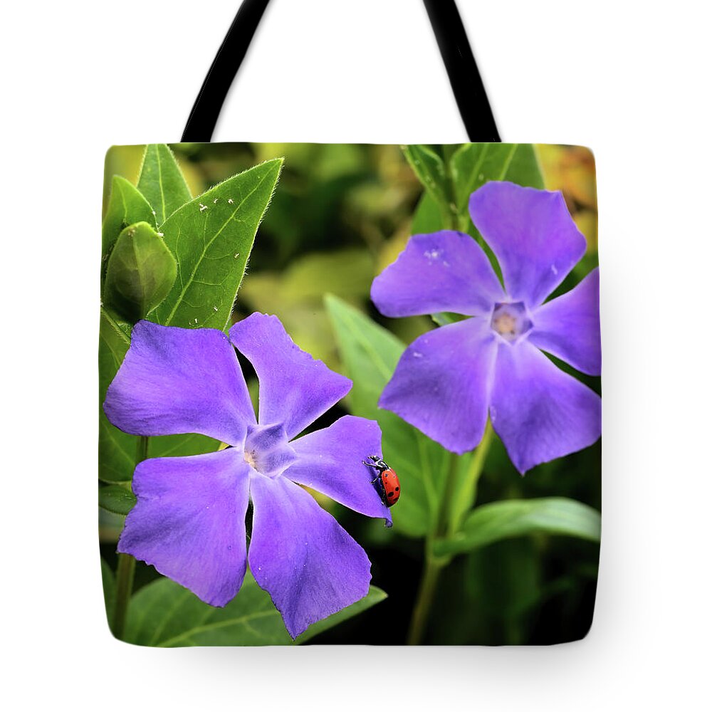 Lady Bug Tote Bag featuring the photograph Lady Bug on Vinca by Bob Falcone