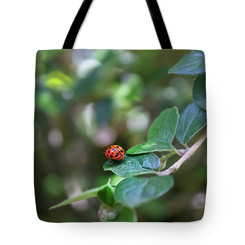 Ladybug Tote Bag featuring the photograph Ladybug by MPhotographer