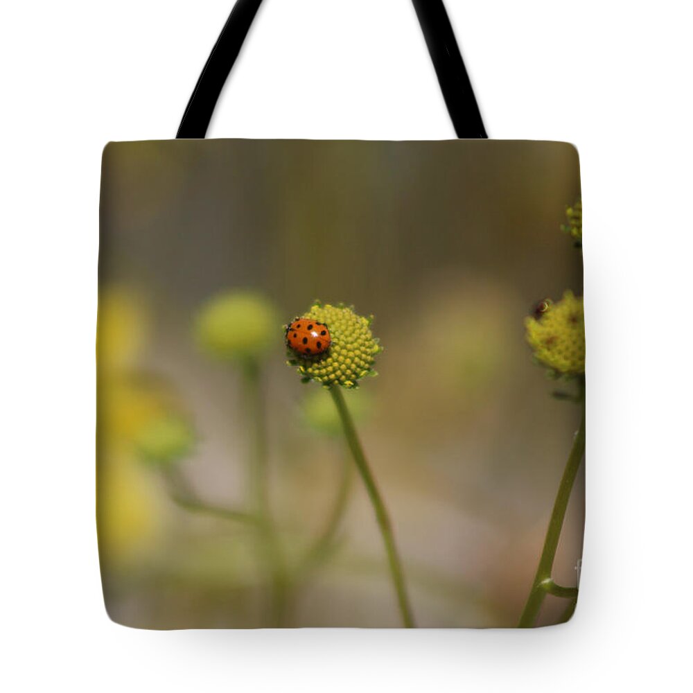 Red Tote Bag featuring the photograph Ladybug on Lemon Yellow Wildflowers Coachella Valley Wildlife Preserve by Colleen Cornelius