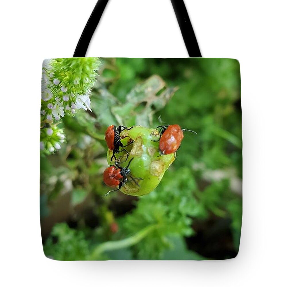 Ladybugs Tote Bag featuring the photograph LadyBugs Feeding by Stacie Siemsen