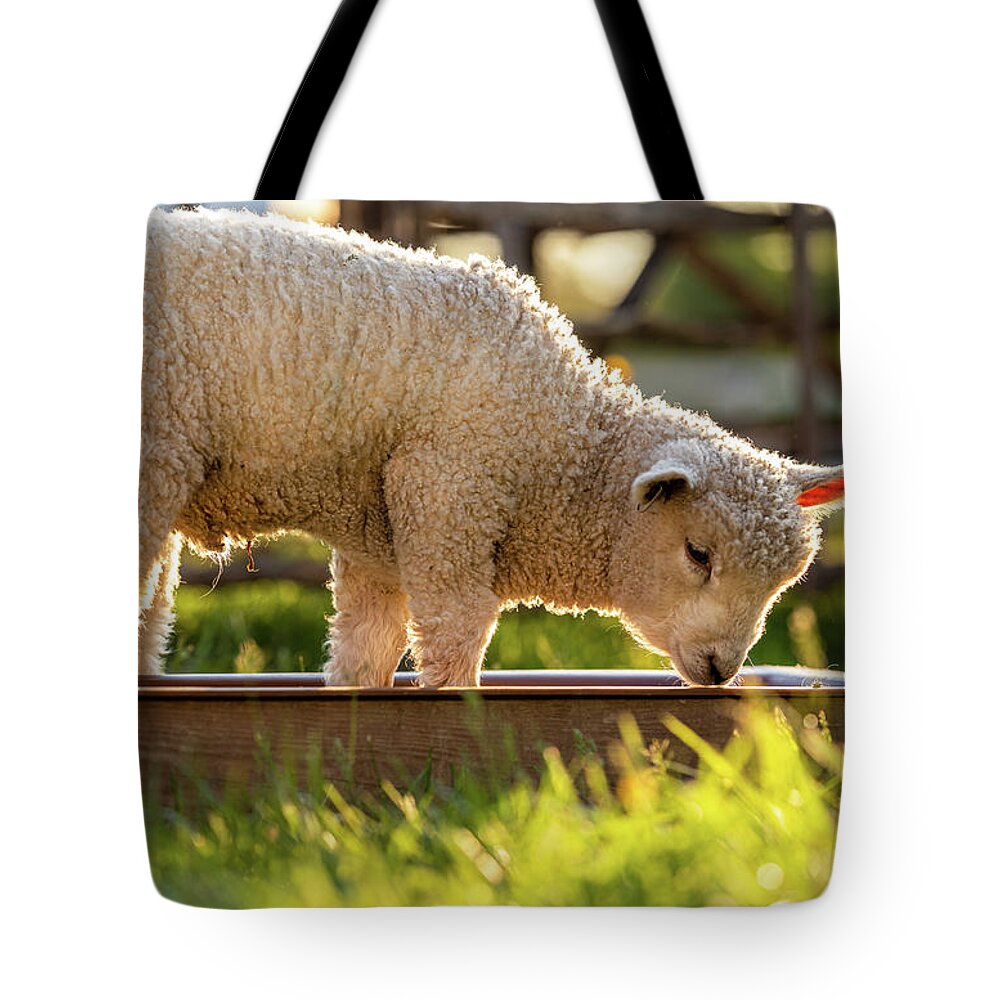 Sheep Tote Bag featuring the photograph Lamb Plays in a Trough at Sunset by Rachel Morrison